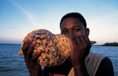 Sea Shell